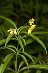 Lanceleaf loosestrife